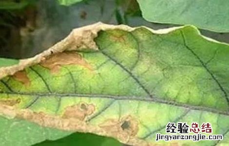 茄子黄萎病的防治方法 茄子黄萎病的防治方法 特效药