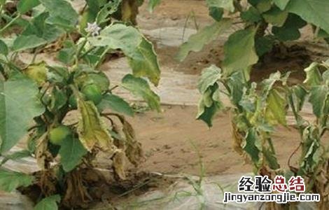 茄子黄萎病的防治方法 茄子黄萎病的防治方法 特效药