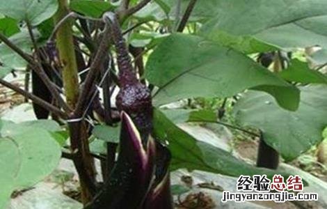茄子的控旺技术 茄子旺长控制办法