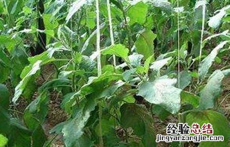 茄子的控旺技术 茄子旺长控制办法