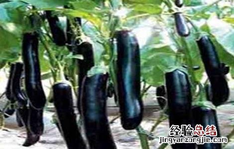 茄子的控旺技术 茄子旺长控制办法