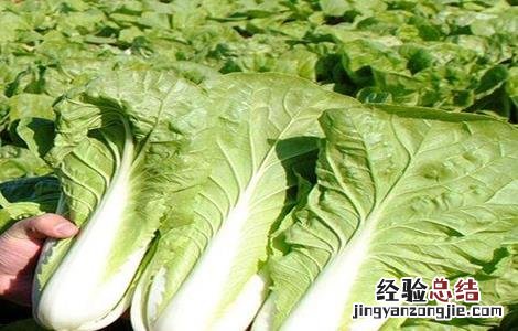 夏播大白菜种植技术 夏播大白菜新品种
