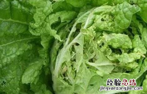 夏播大白菜种植技术 夏播大白菜新品种