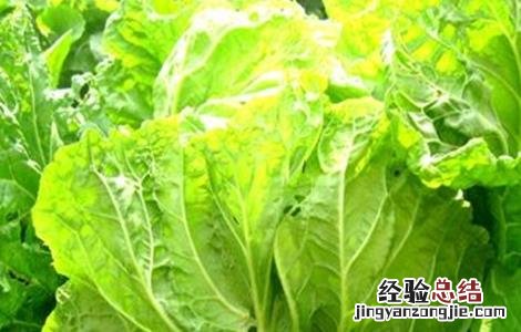 夏播大白菜种植技术 夏播大白菜新品种