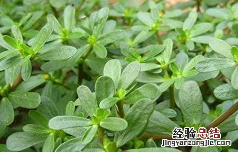 常见野菜的功效及吃法 常见野菜的功效