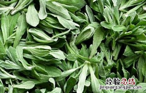 常见野菜的功效及吃法 常见野菜的功效