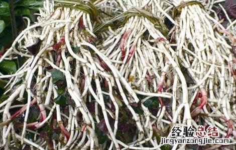 常见野菜的功效及吃法 常见野菜的功效