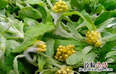 常见野菜的功效及吃法 常见野菜的功效