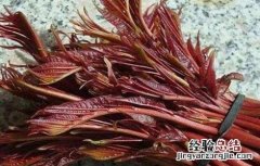 常见野菜的功效及吃法 常见野菜的功效
