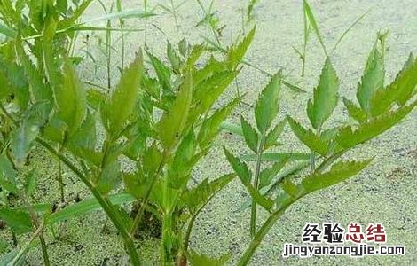 常见野菜的功效及吃法 常见野菜的功效