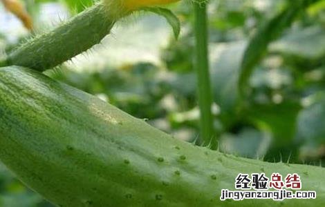 黄瓜种植对温度如何管理 黄瓜种植方法和温度