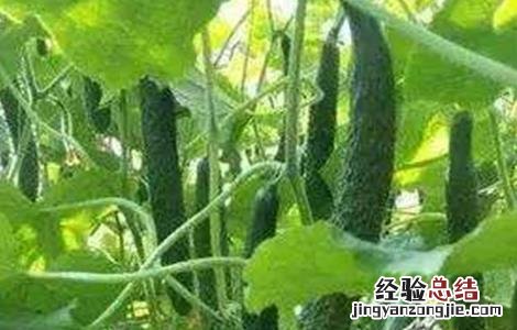 黄瓜种植对温度如何管理 黄瓜种植方法和温度