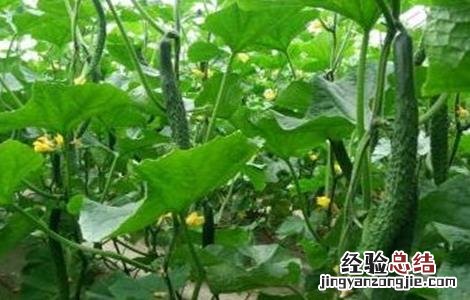 黄瓜种植对温度如何管理 黄瓜种植方法和温度