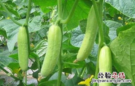 黄瓜种植对温度如何管理 黄瓜种植方法和温度