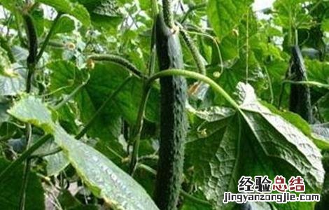 黄瓜种植对温度如何管理 黄瓜种植方法和温度