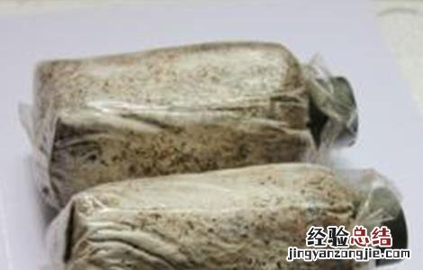 黑木耳菌种选购注意事项 黑木耳菌种选购注意事项视频