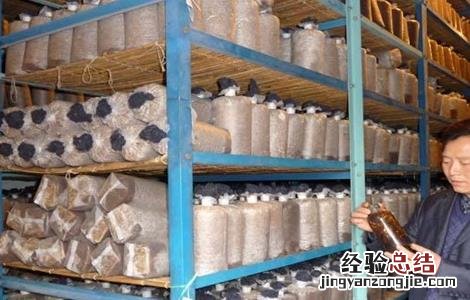 黑木耳菌种选购注意事项 黑木耳菌种选购注意事项视频