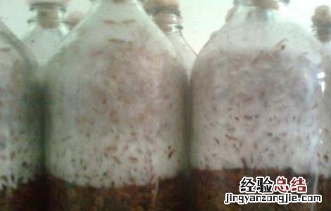 黑木耳菌种选购注意事项 黑木耳菌种选购注意事项视频