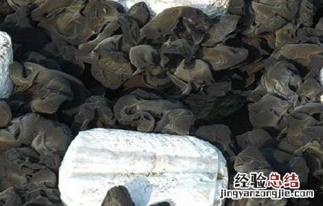 黑木耳菌种选购注意事项 黑木耳菌种选购注意事项视频