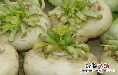 盘菜的种植技术视频 盘菜的种植技术