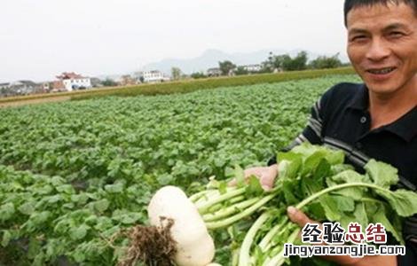 盘菜的种植技术视频 盘菜的种植技术