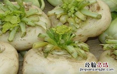 盘菜的种植技术视频 盘菜的种植技术