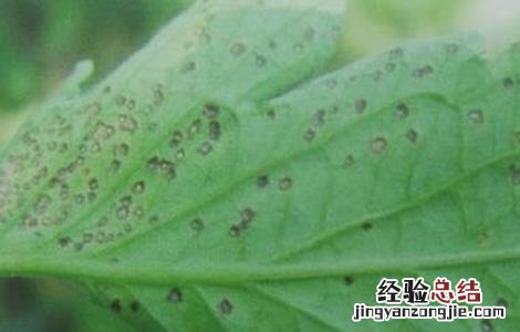 番茄灰叶斑病防治技术视频 番茄灰叶斑病防治技术