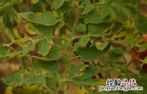 番茄灰叶斑病防治技术视频 番茄灰叶斑病防治技术