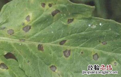 番茄灰叶斑病防治技术视频 番茄灰叶斑病防治技术