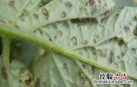 番茄灰叶斑病防治技术视频 番茄灰叶斑病防治技术