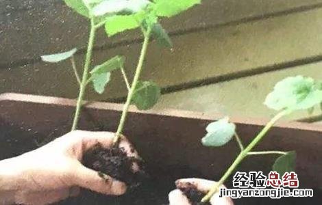 秋葵育苗技术要点 秋葵育苗技术