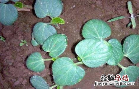 秋葵育苗技术要点 秋葵育苗技术
