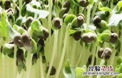 秋葵育苗技术要点 秋葵育苗技术