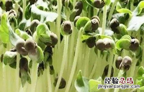 秋葵育苗技术要点 秋葵育苗技术