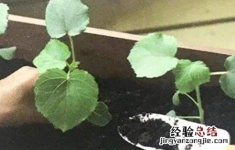 秋葵育苗技术要点 秋葵育苗技术