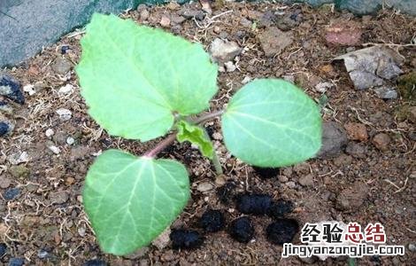 秋葵育苗技术要点 秋葵育苗技术