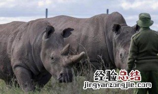 犀牛是不是国家保护动物 犀牛是国家保护动物吗
