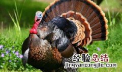 火鸡是保护动物吗 火鸡是保护动物吗能吃吗