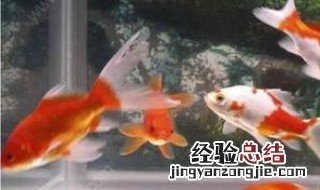 市场买的鱼为何养不活了 市场买的鱼为何养不活