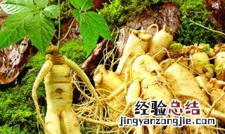 野生人参会跑是真的吗 人参会跑是真的吗