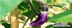 茄子种植技术与管理茄子病虫害防治 茄子种植技术与管理