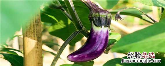 茄子种植技术与管理茄子病虫害防治 茄子种植技术与管理