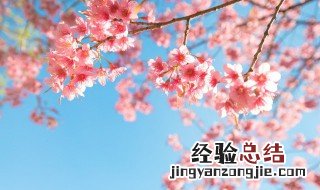 樱花在古代代表什么意思 樱花在古代被称什么