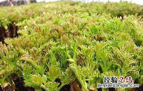 野菜种植前景如何 野菜种植前景如何