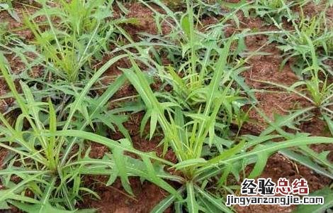 野菜种植前景如何 野菜种植前景如何