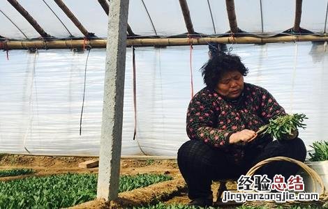 野菜种植前景如何 野菜种植前景如何