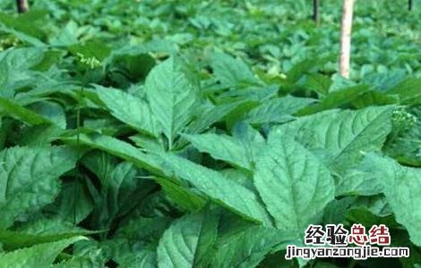 野菜种植前景如何 野菜种植前景如何