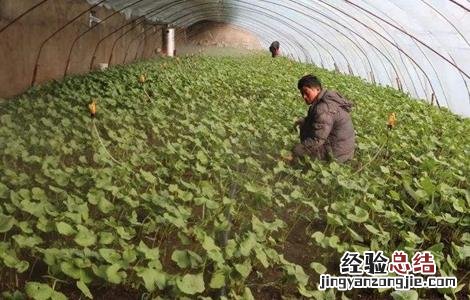 野菜种植前景如何 野菜种植前景如何