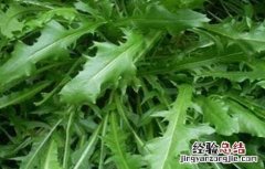 野菜种植注意事项和要求 野菜种植注意事项