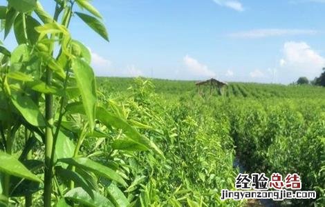 野菜种植注意事项和要求 野菜种植注意事项